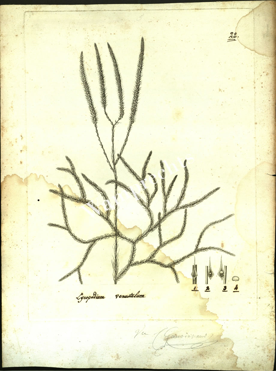 Botanical Engravings of A. Poiret