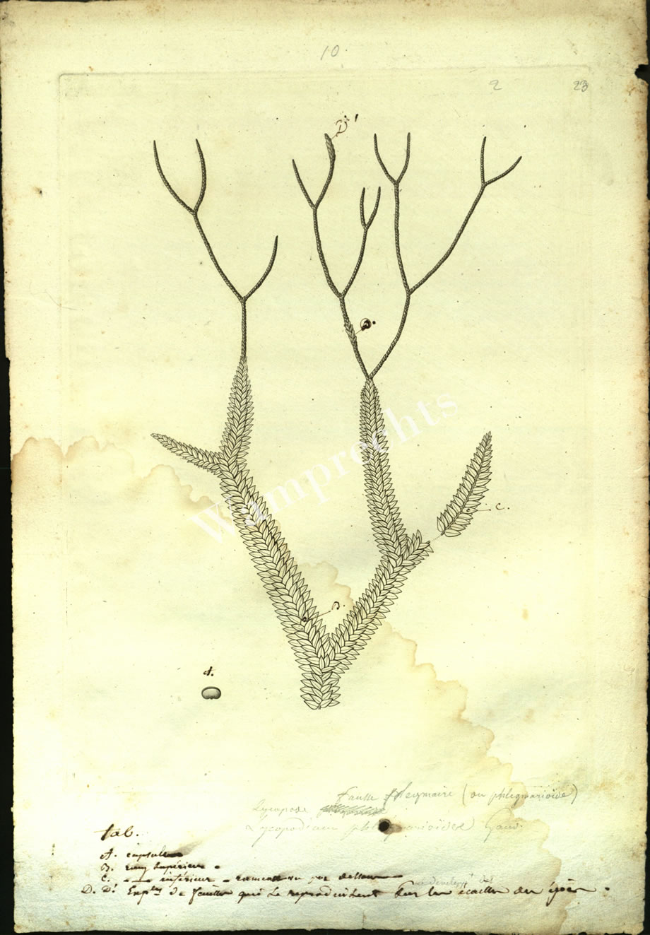 Botanical Engravings of A. Poiret