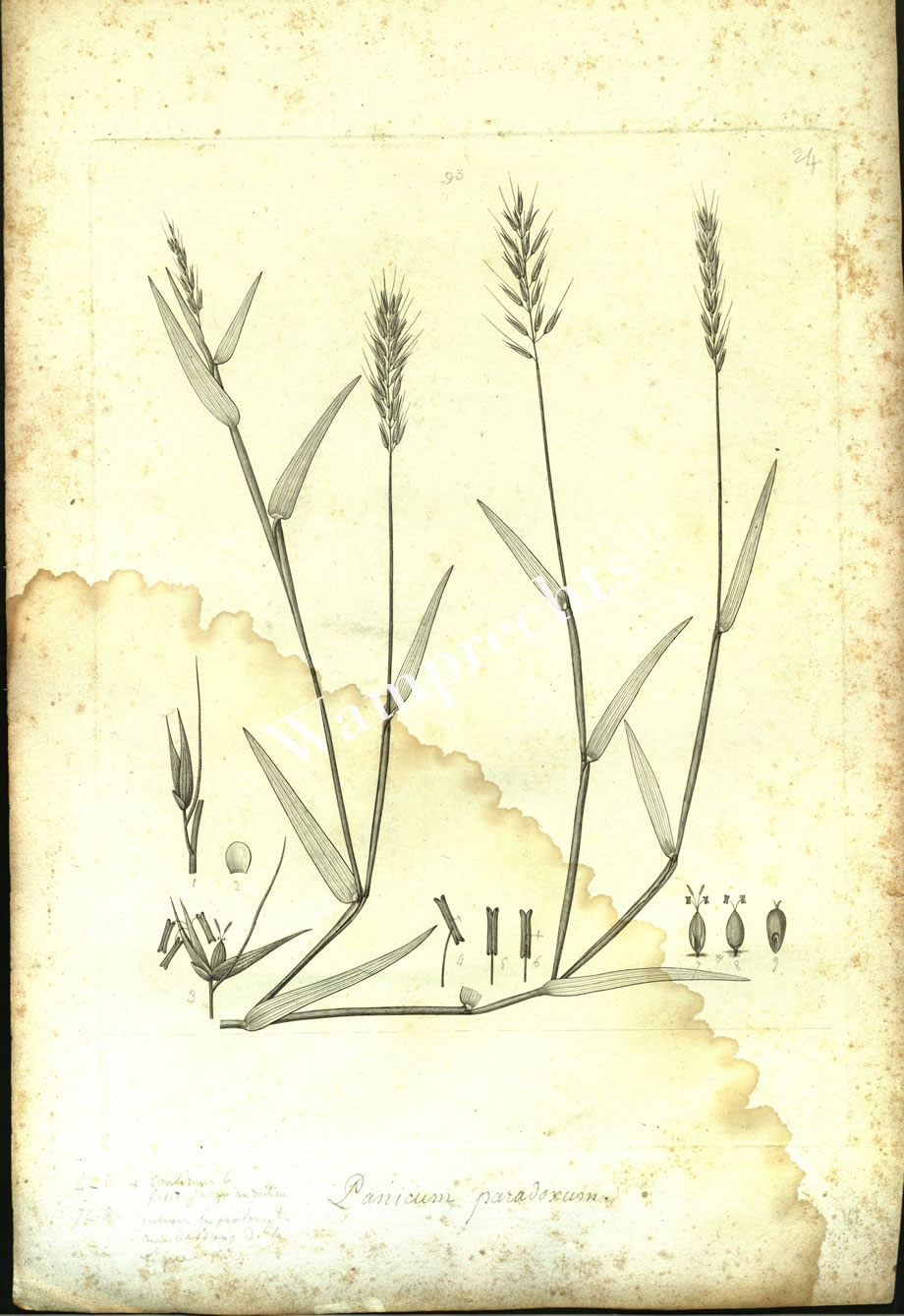 Botanical Engravings of A. Poiret
