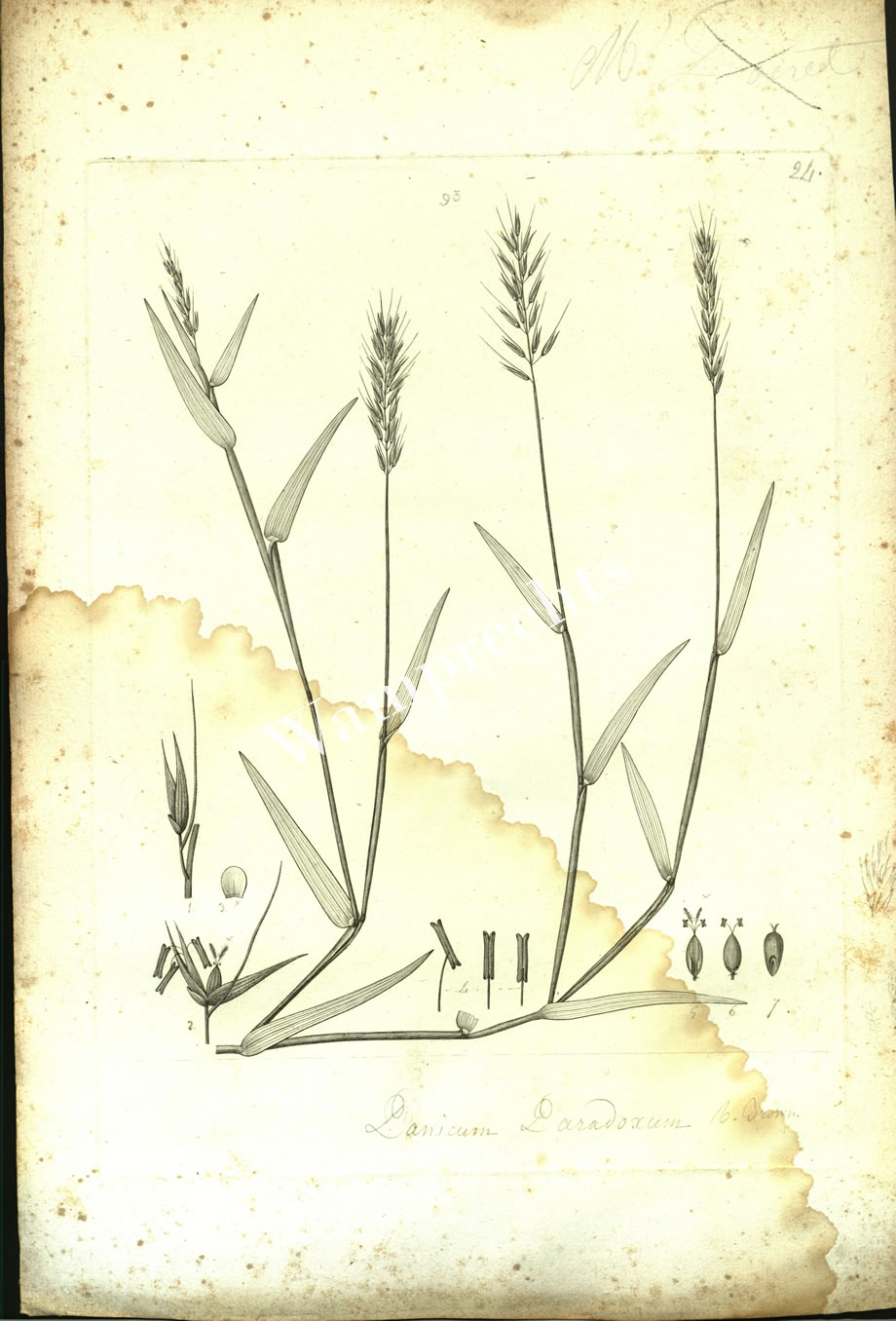 Botanical Engravings of A. Poiret