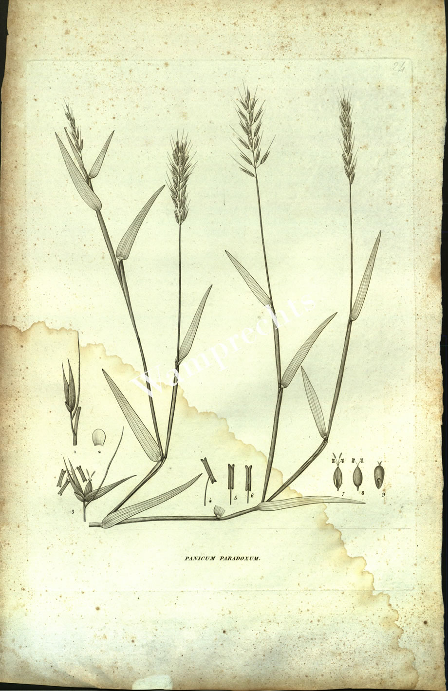 Botanical Engravings of A. Poiret