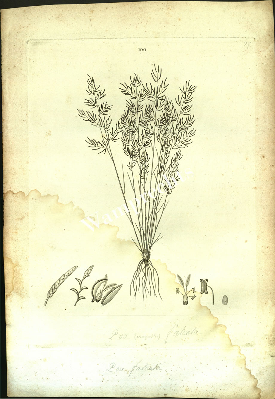 Botanical Engravings of A. Poiret