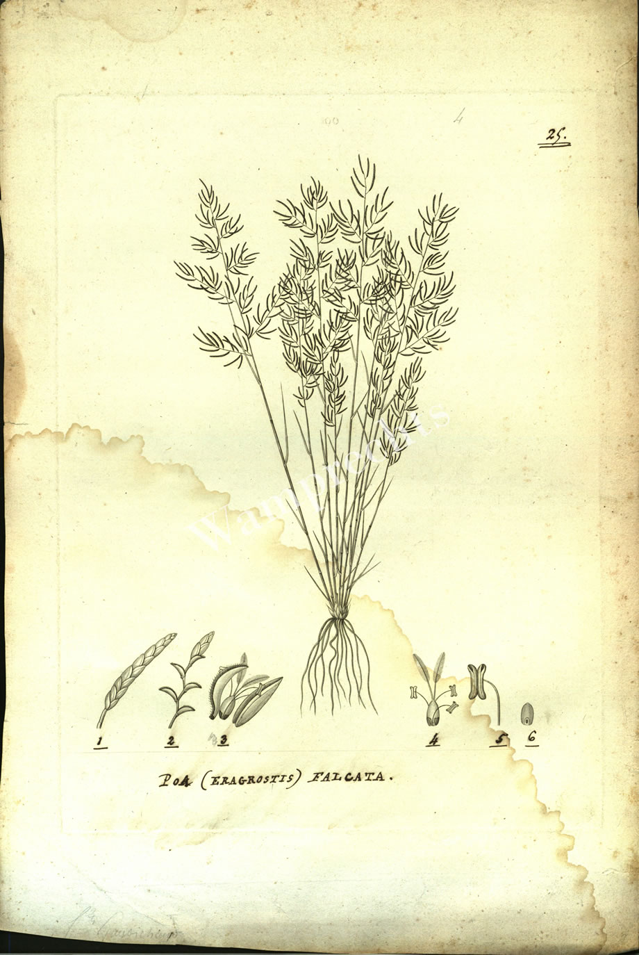 Botanical Engravings of A. Poiret