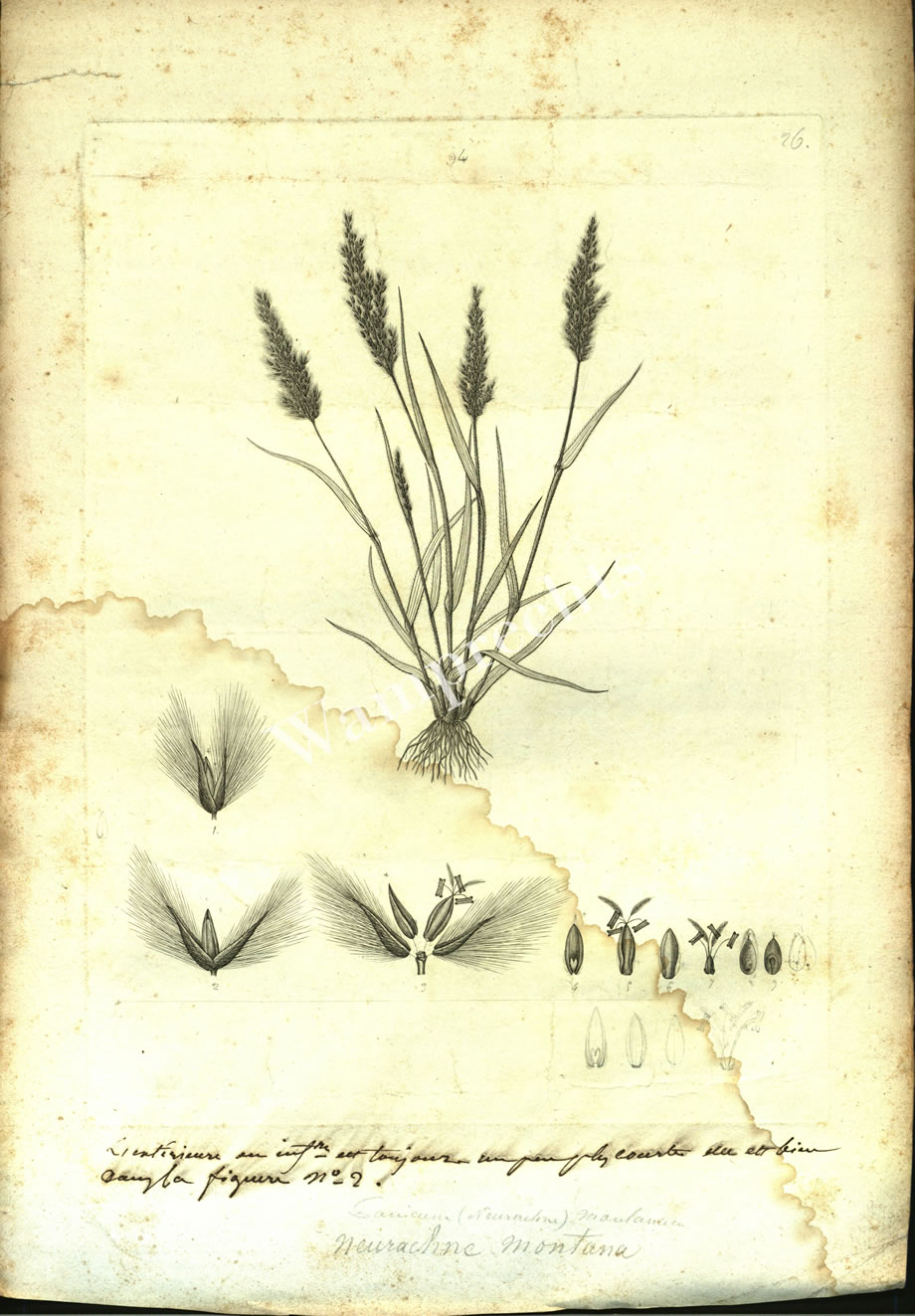 Botanical Engravings of A. Poiret