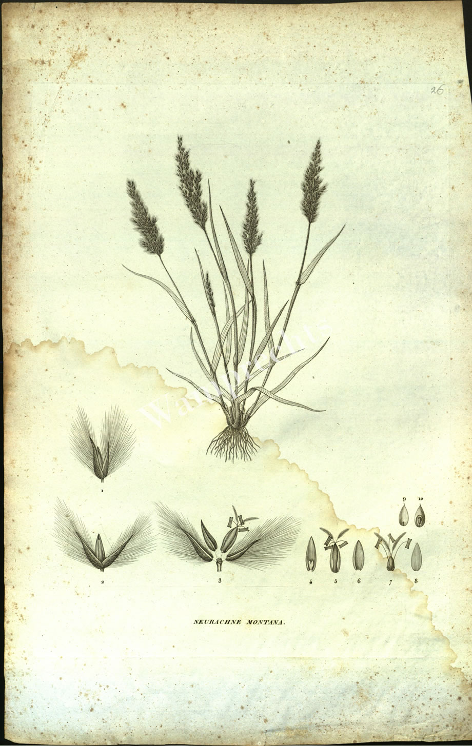 Botanical Engravings of A. Poiret