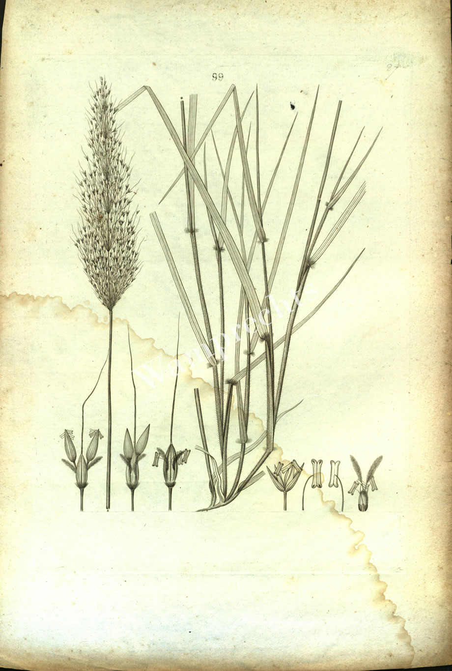 Botanical Engravings of A. Poiret