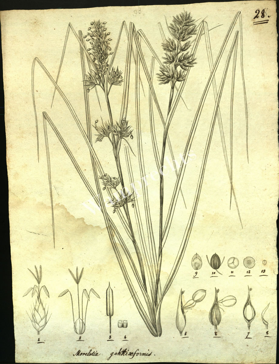 Botanical Engravings of A. Poiret