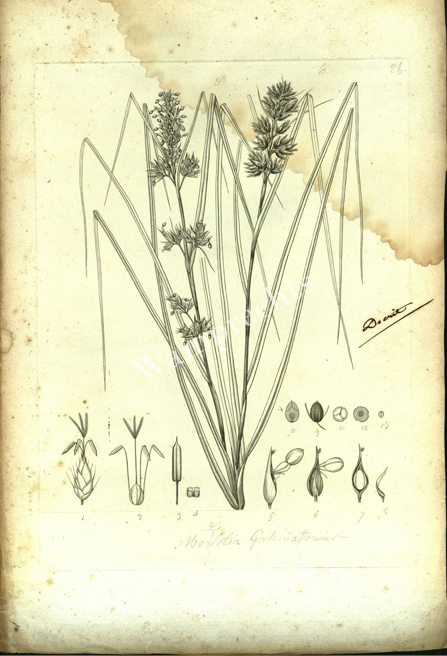 Botanical Engravings of A. Poiret