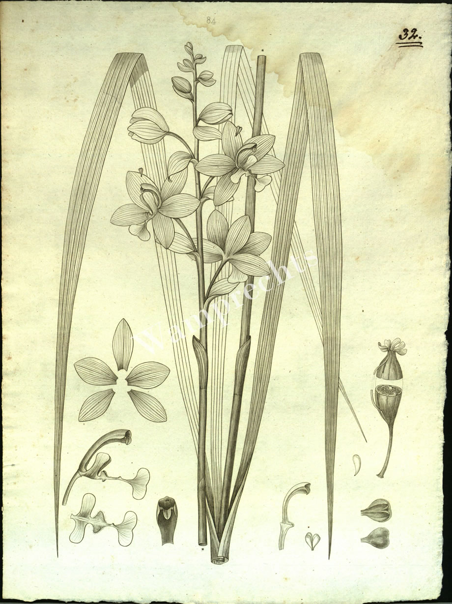 Botanical Engravings of A. Poiret