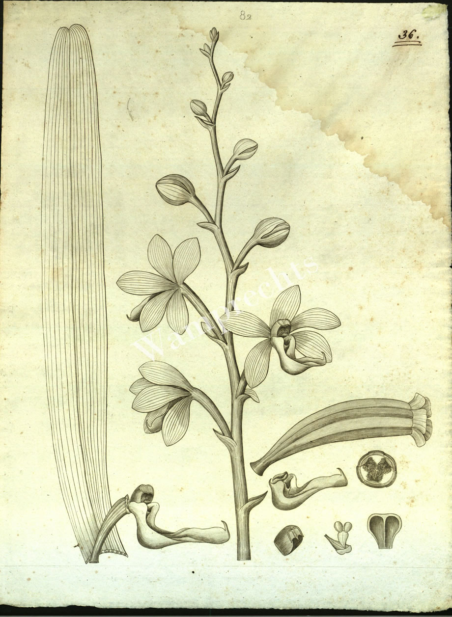 Botanical Engravings of A. Poiret