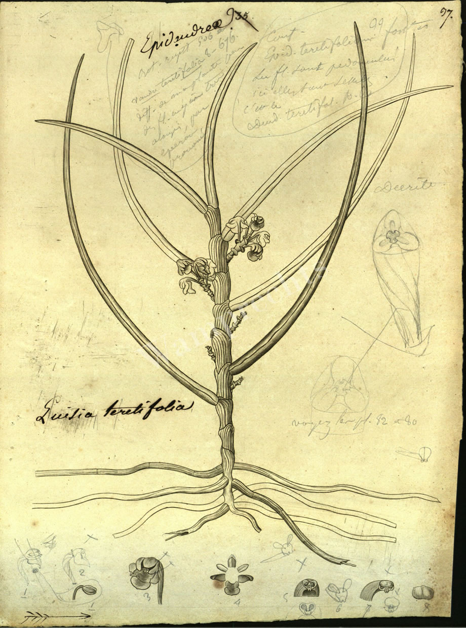 Botanical Engravings of A. Poiret