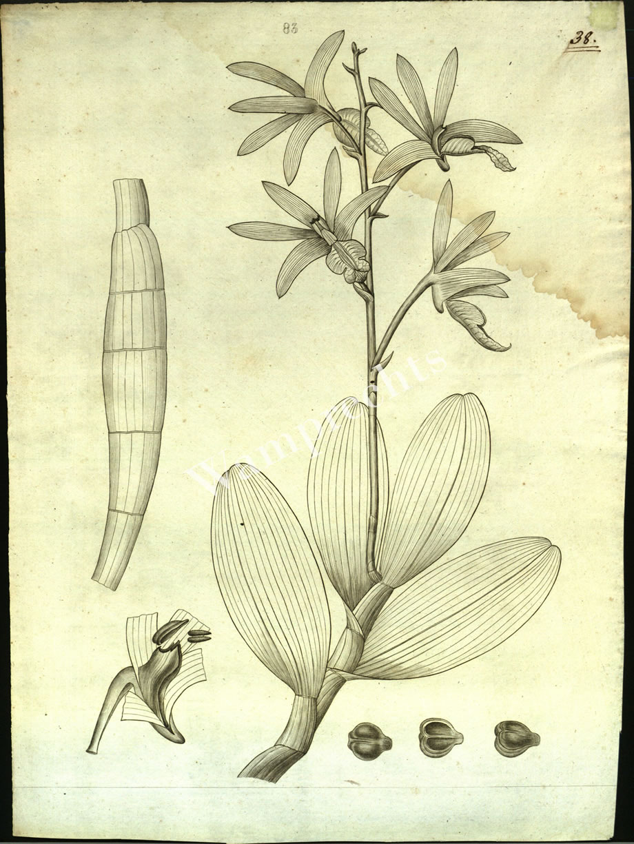 Botanical Engravings of A. Poiret