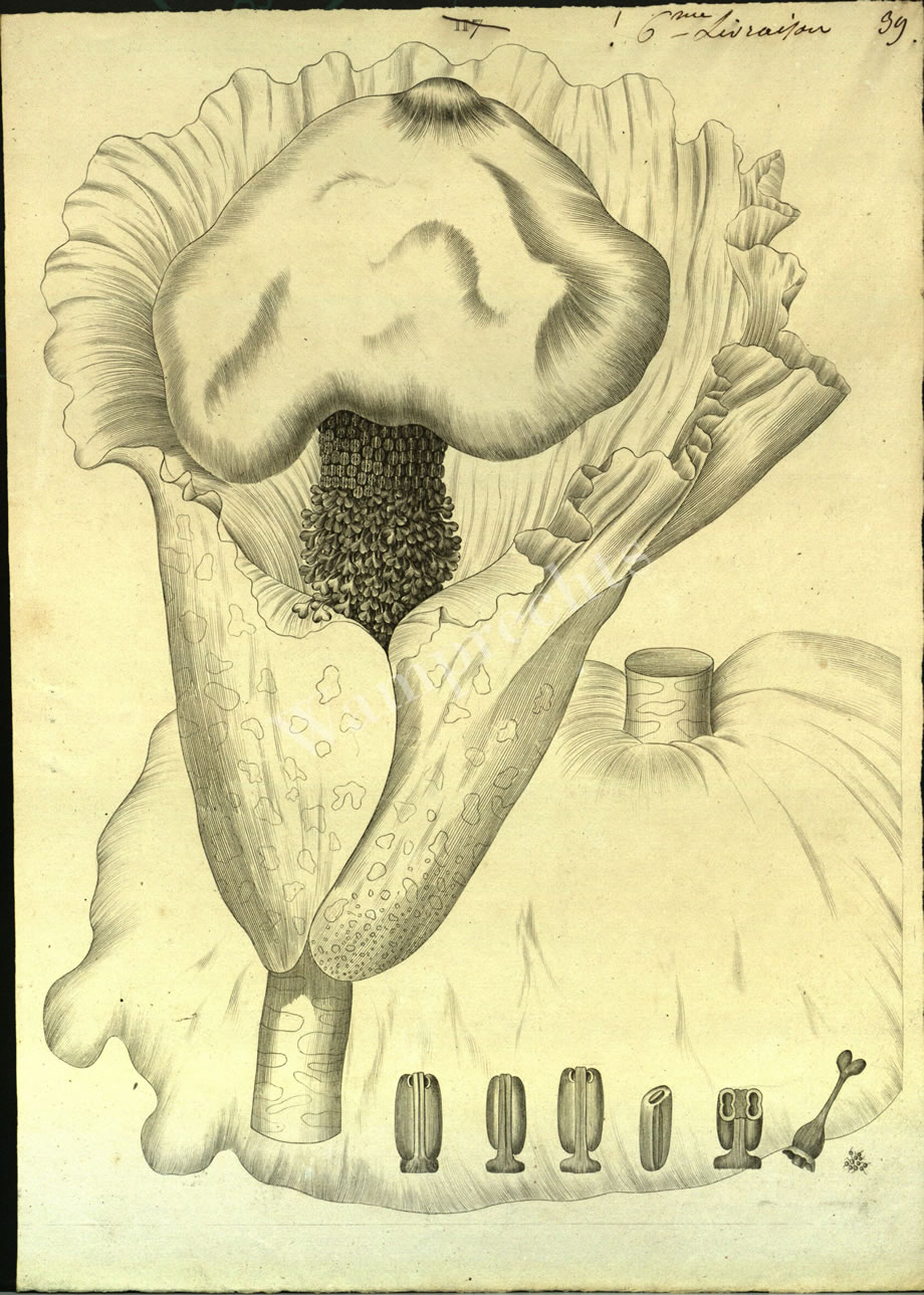 Botanical Engravings of A. Poiret