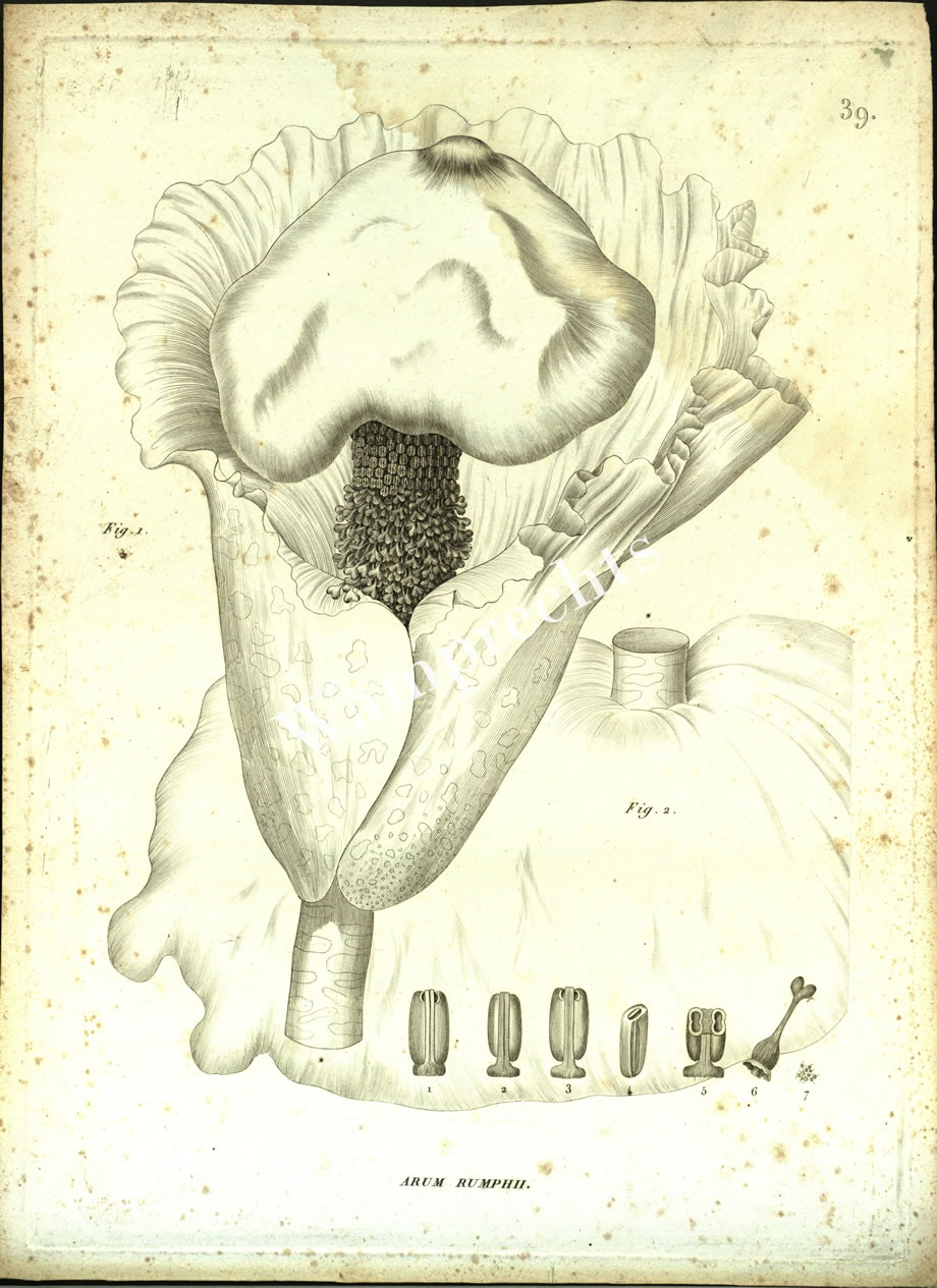 Botanical Engravings of A. Poiret