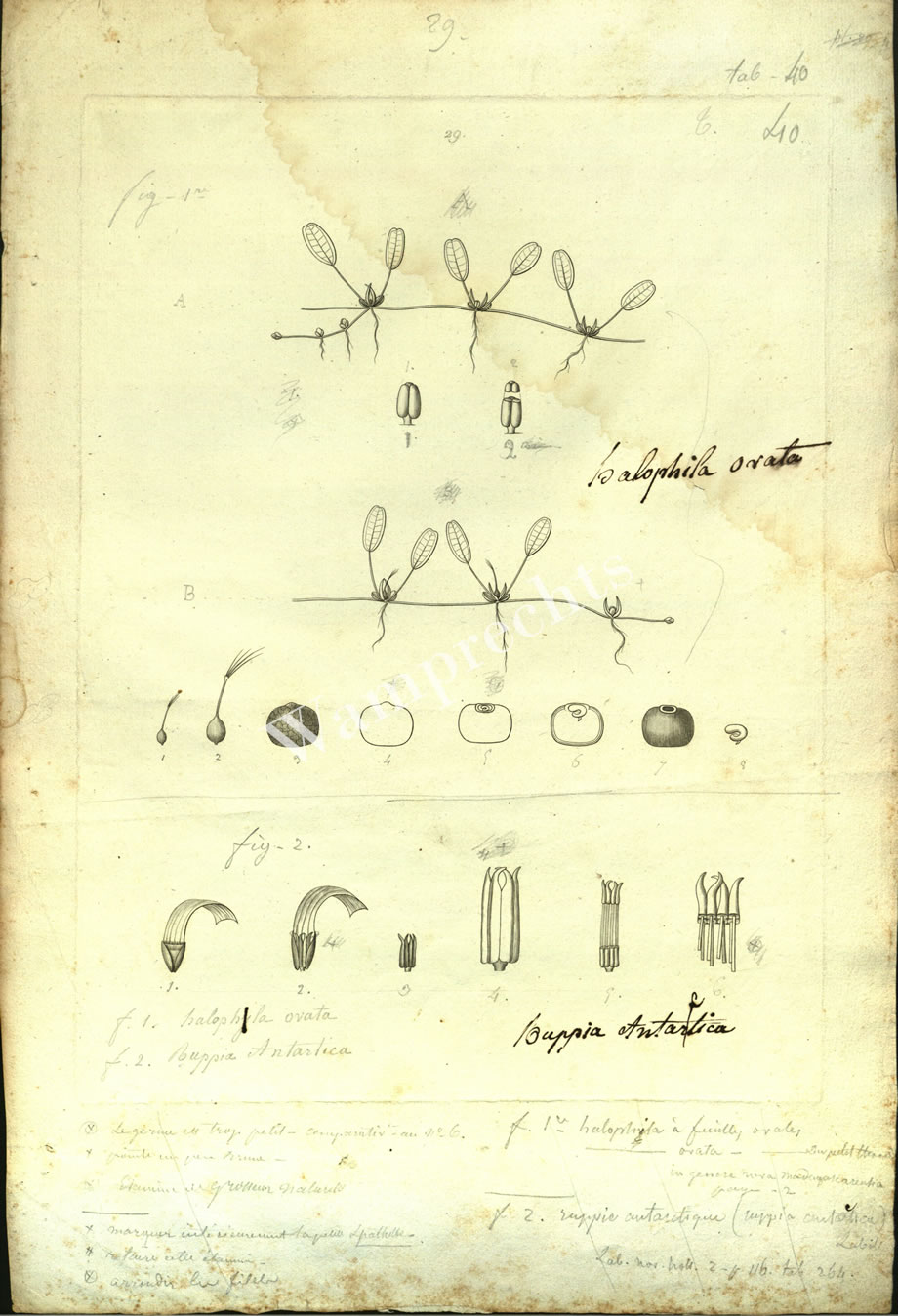 Botanical Engravings of A. Poiret