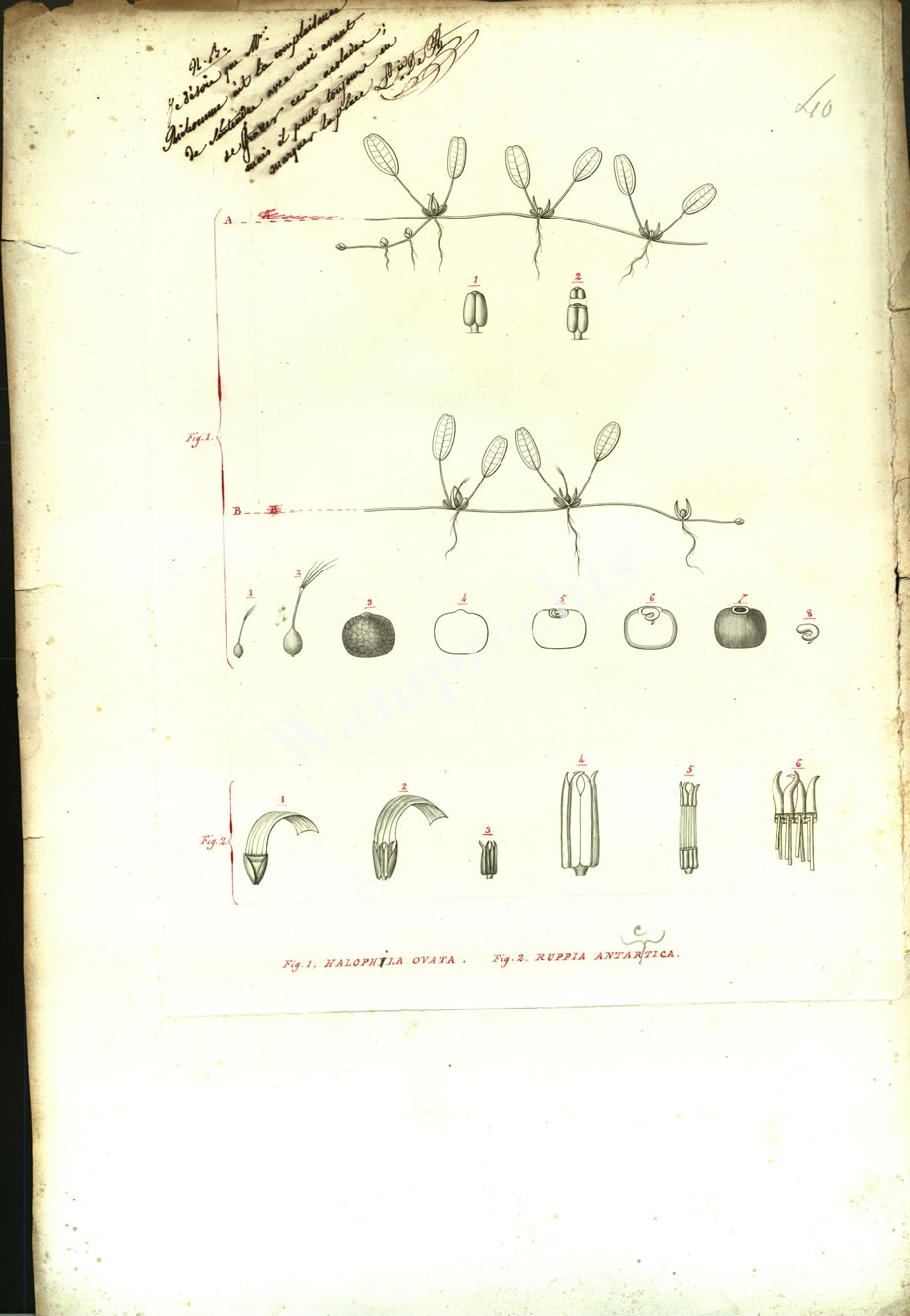 Botanical Engravings of A. Poiret