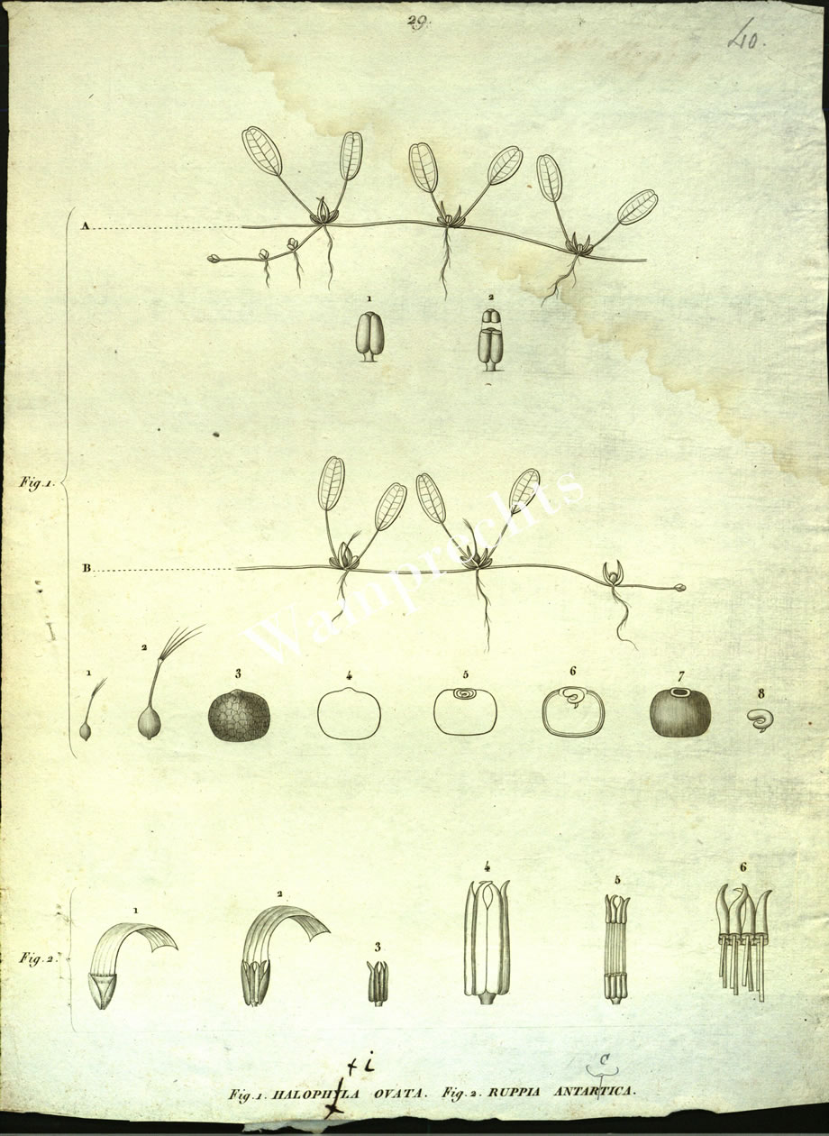 Botanical Engravings of A. Poiret