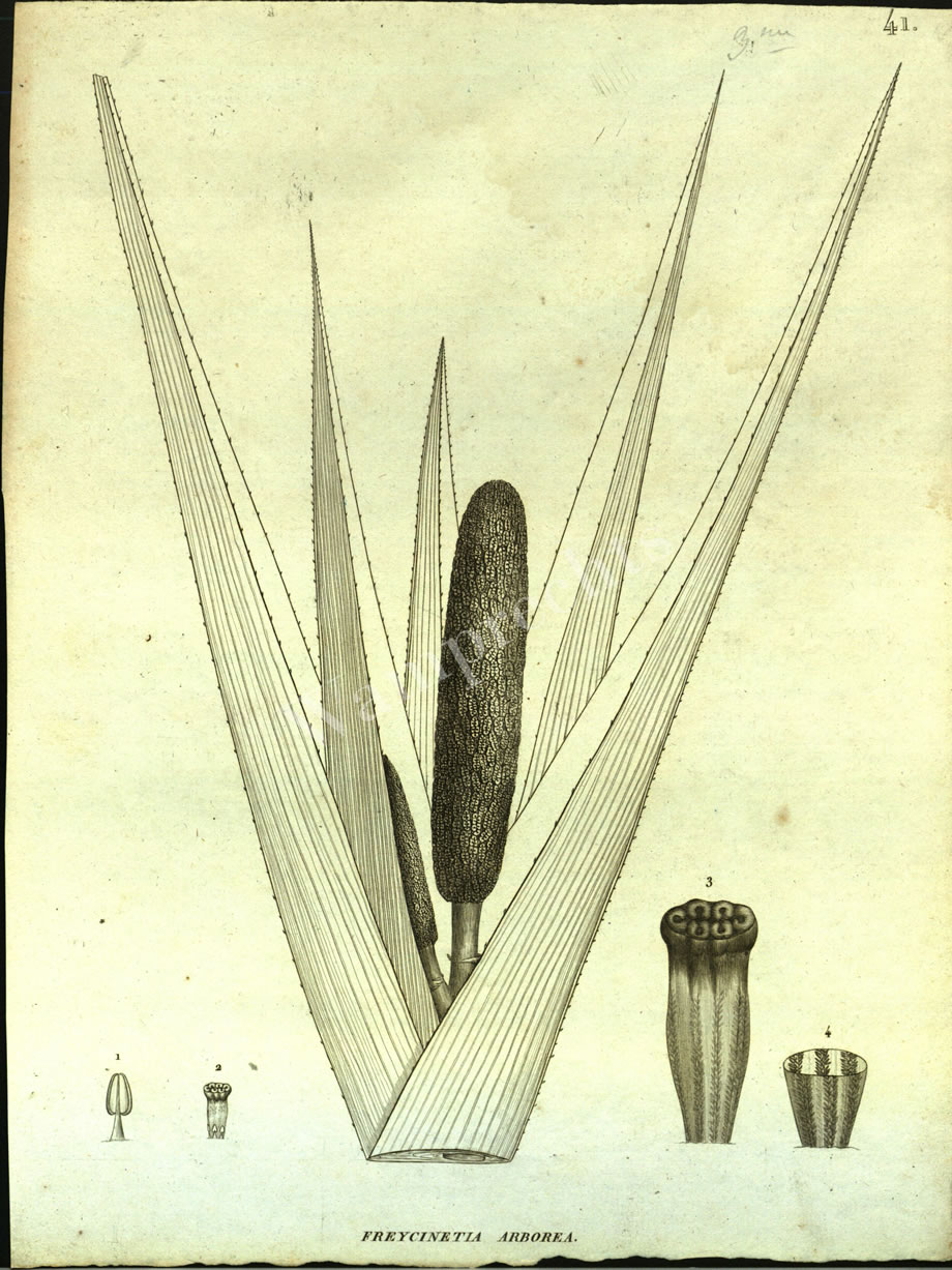 Botanical Engravings of A. Poiret