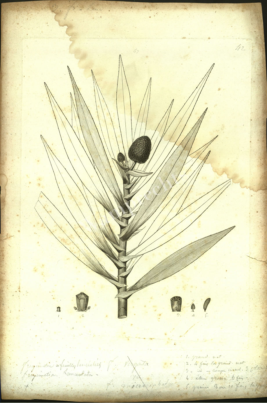 Botanical Engravings of A. Poiret