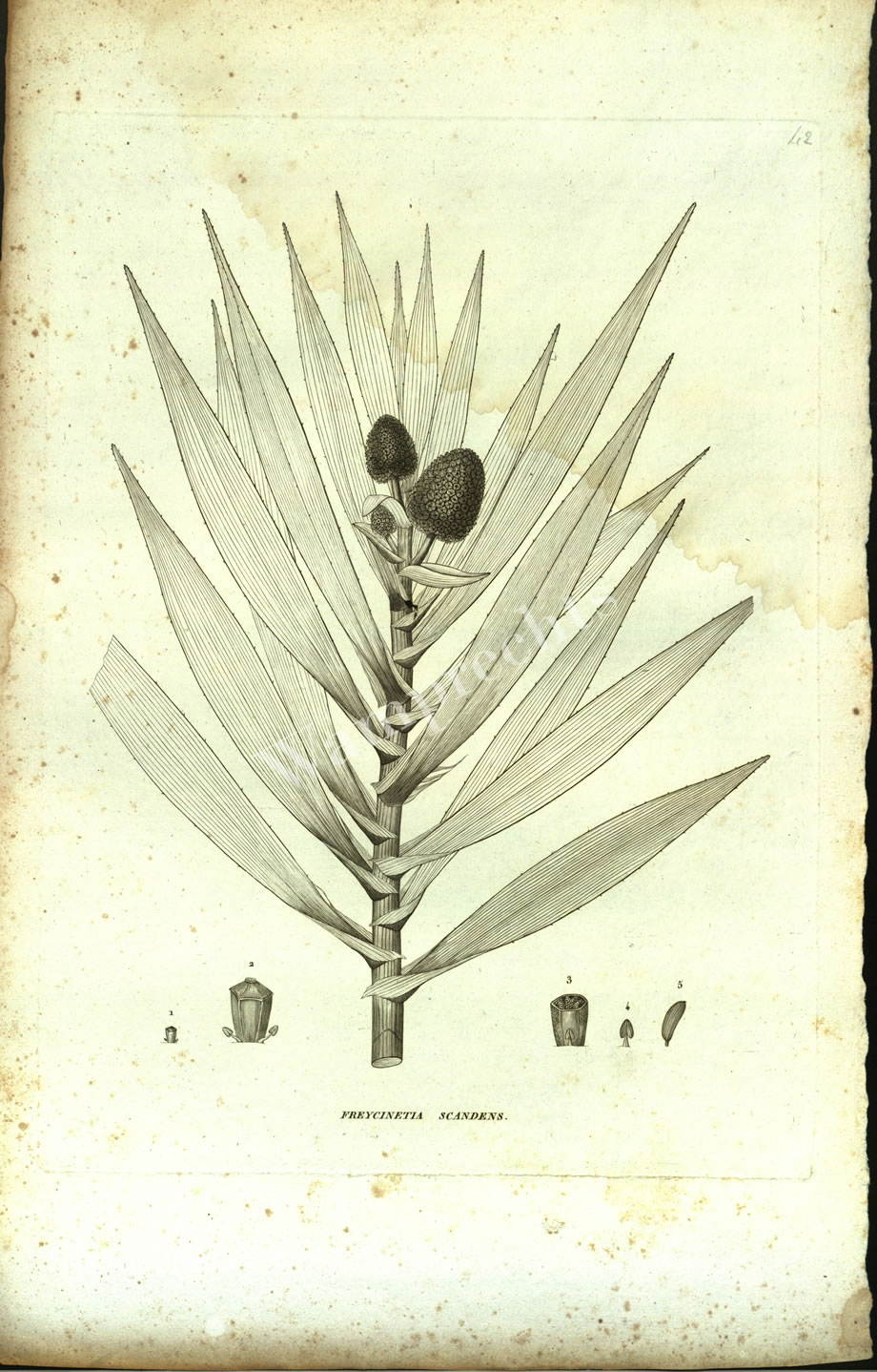 Botanical Engravings of A. Poiret