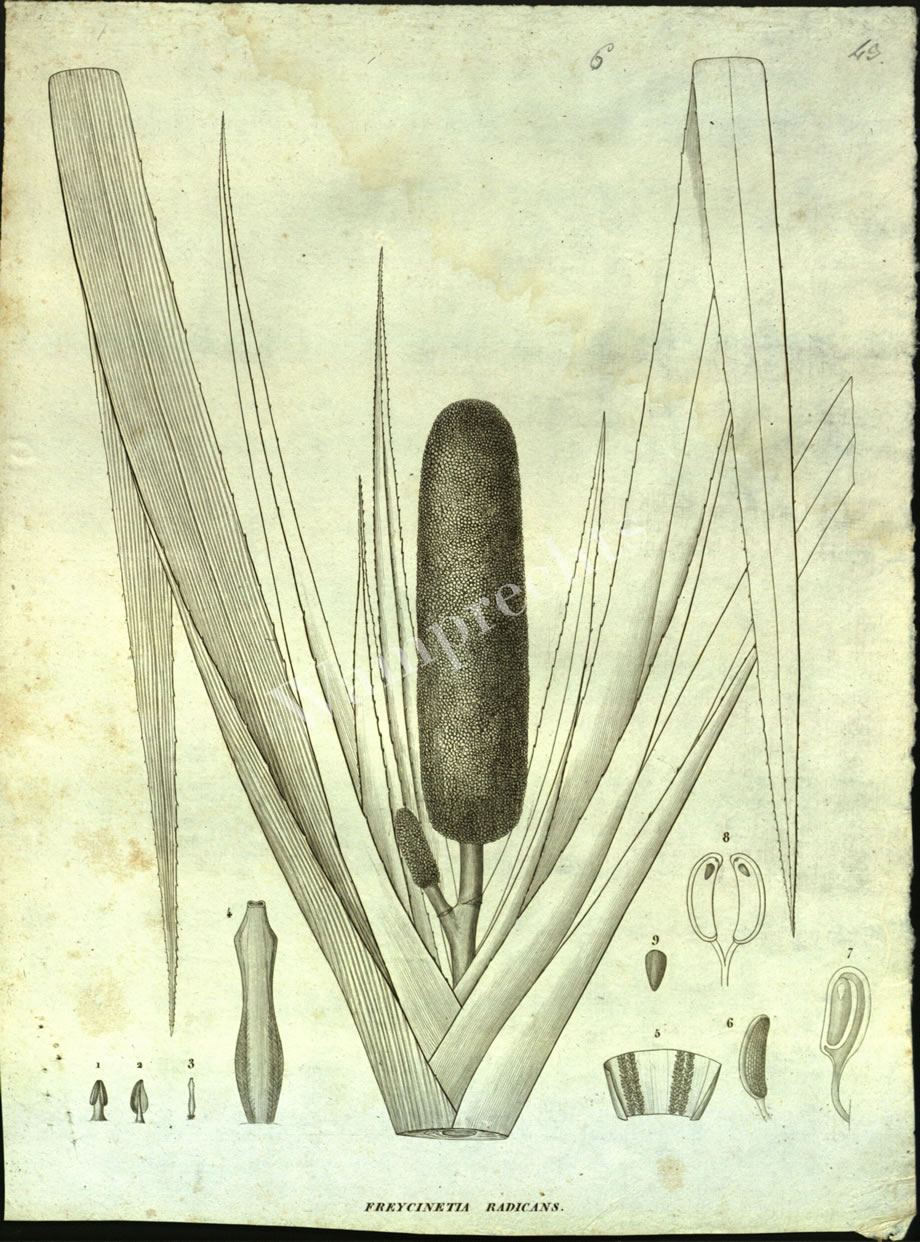 Botanical Engravings of A. Poiret