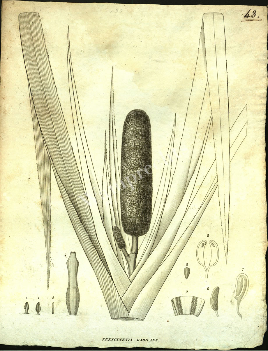Botanical Engravings of A. Poiret