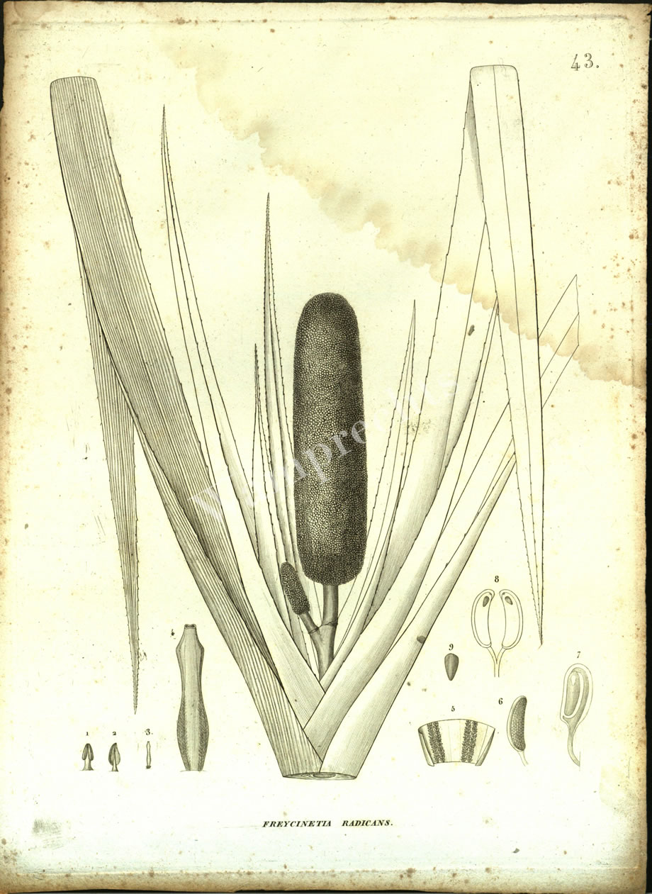Botanical Engravings of A. Poiret