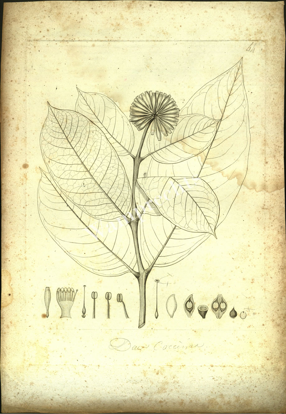 Botanical Engravings of A. Poiret