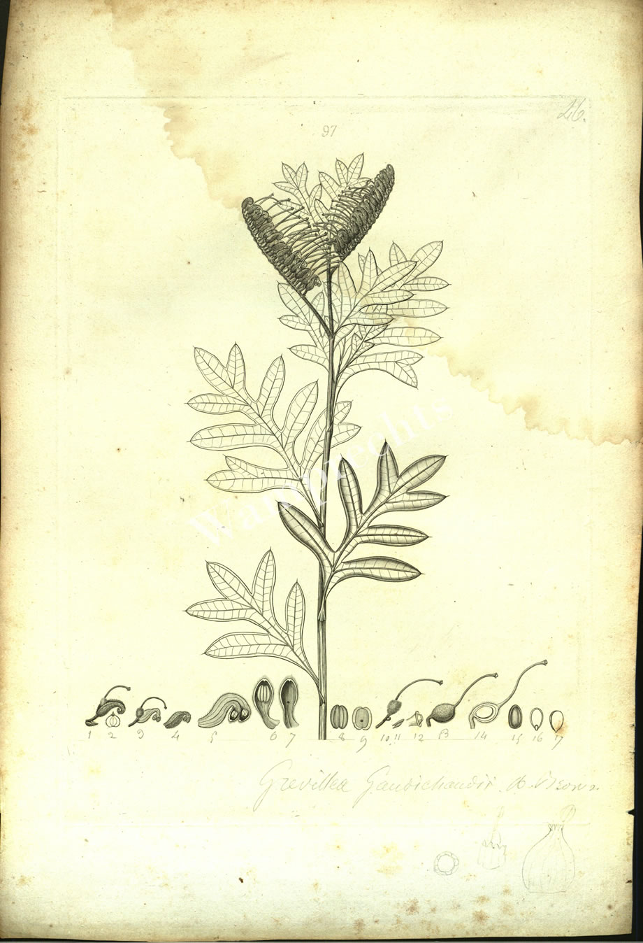 Botanical Engravings of A. Poiret