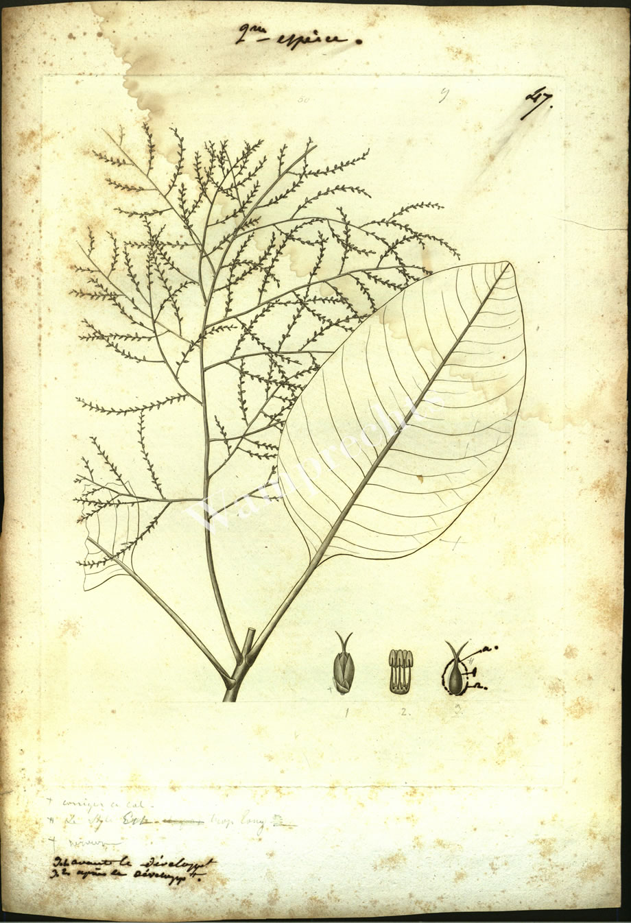Botanical Engravings of A. Poiret