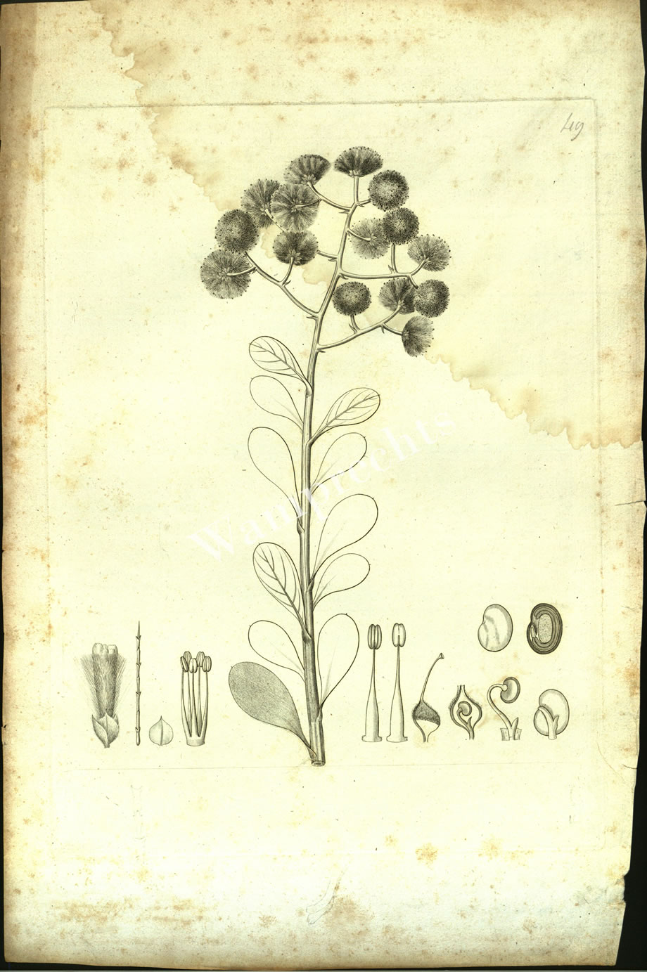 Botanical Engravings of A. Poiret