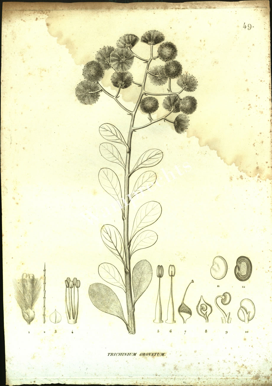 Botanical Engravings of A. Poiret