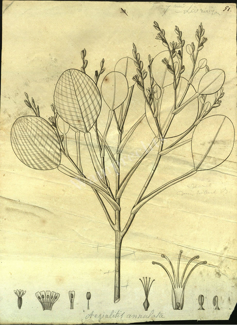Botanical Engravings of A. Poiret