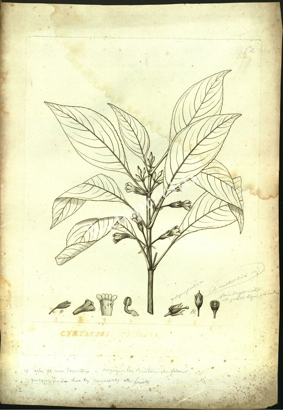 Botanical Engravings of A. Poiret