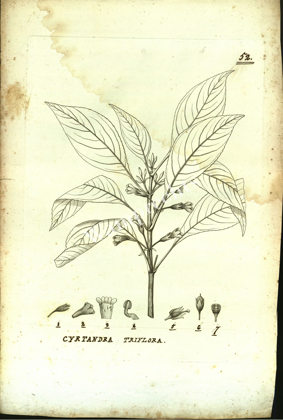 Botanical Engravings of A. Poiret