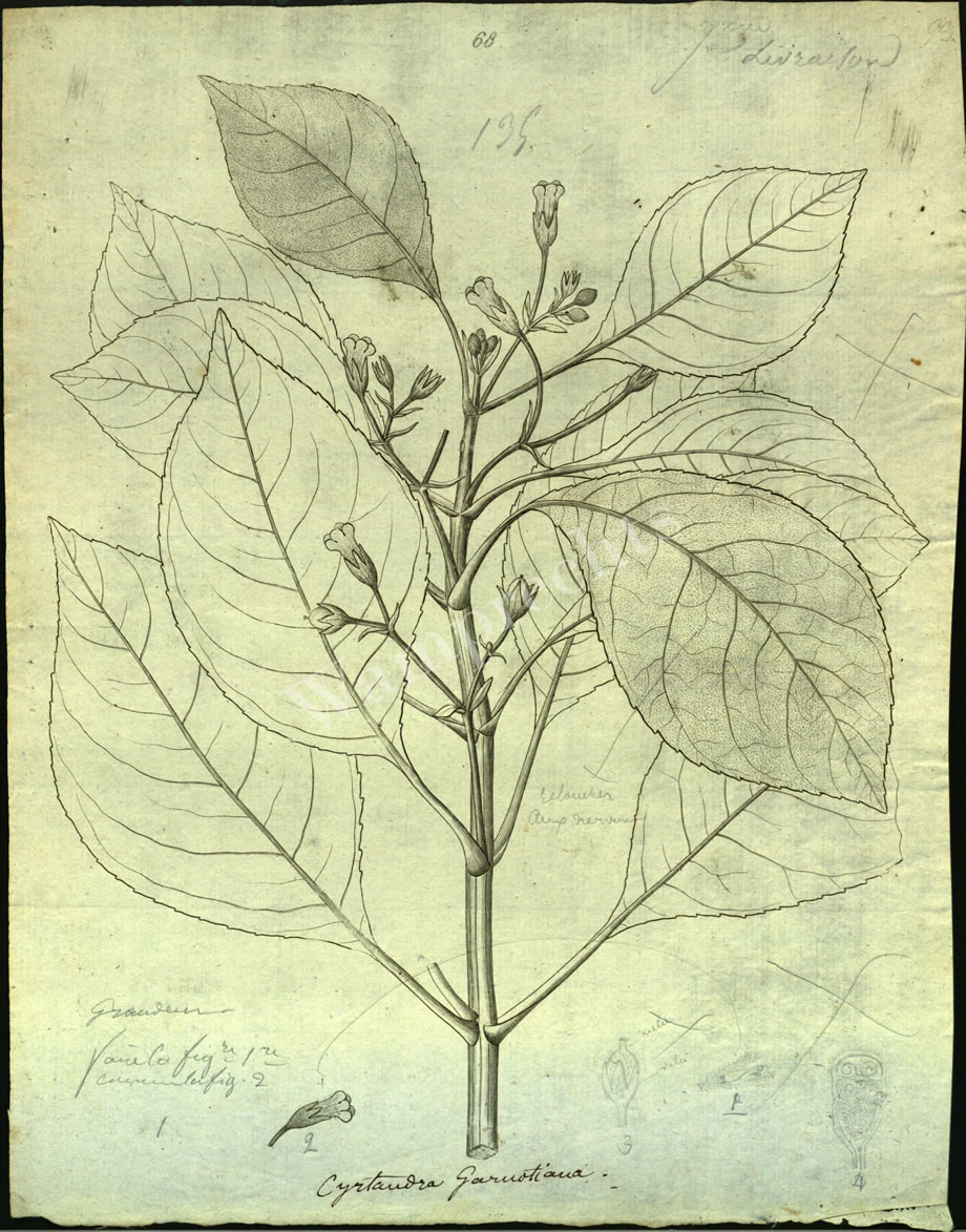 Botanical Engravings of A. Poiret