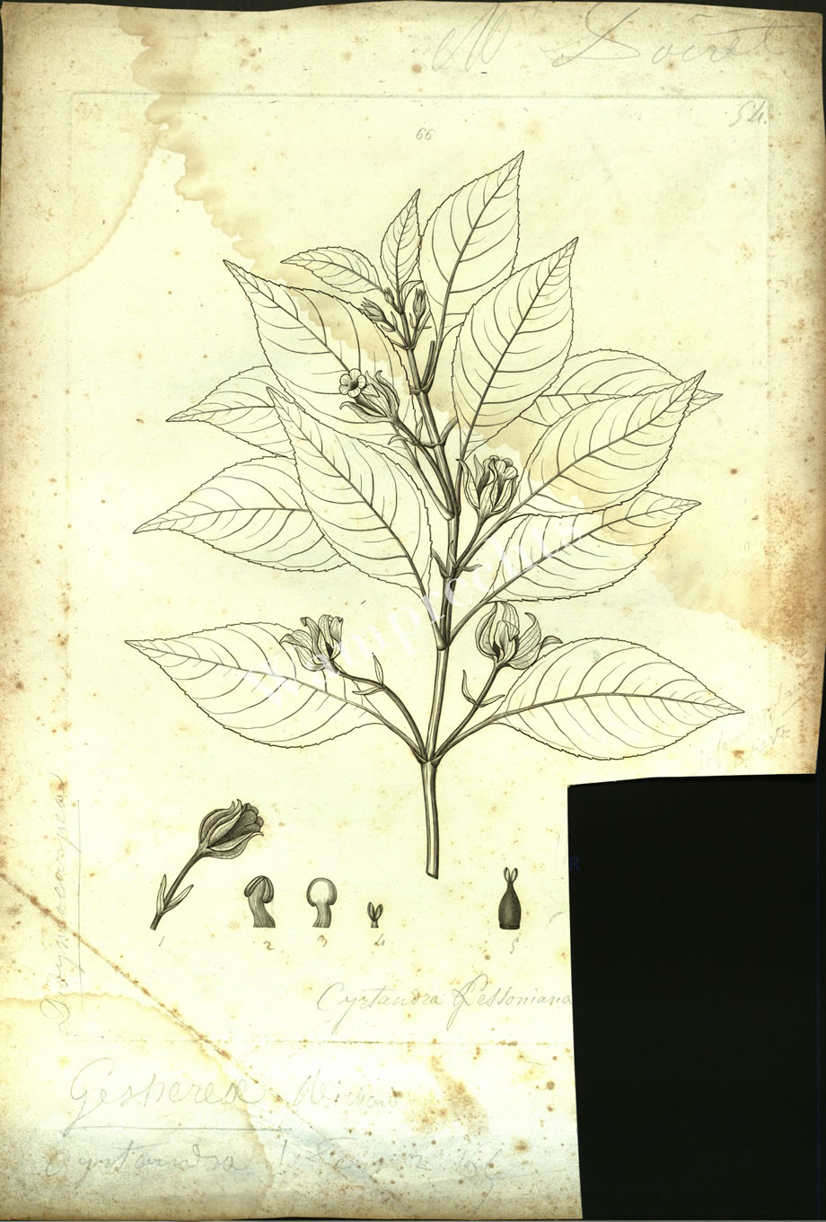 Botanical Engravings of A. Poiret