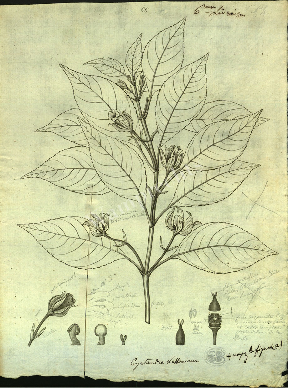 Botanical Engravings of A. Poiret