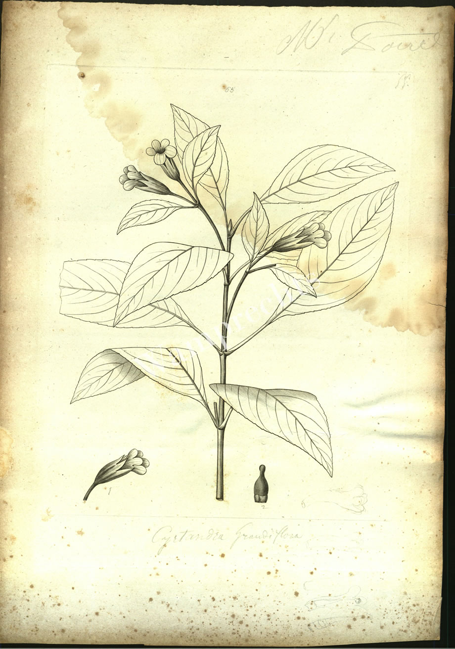 Botanical Engravings of A. Poiret