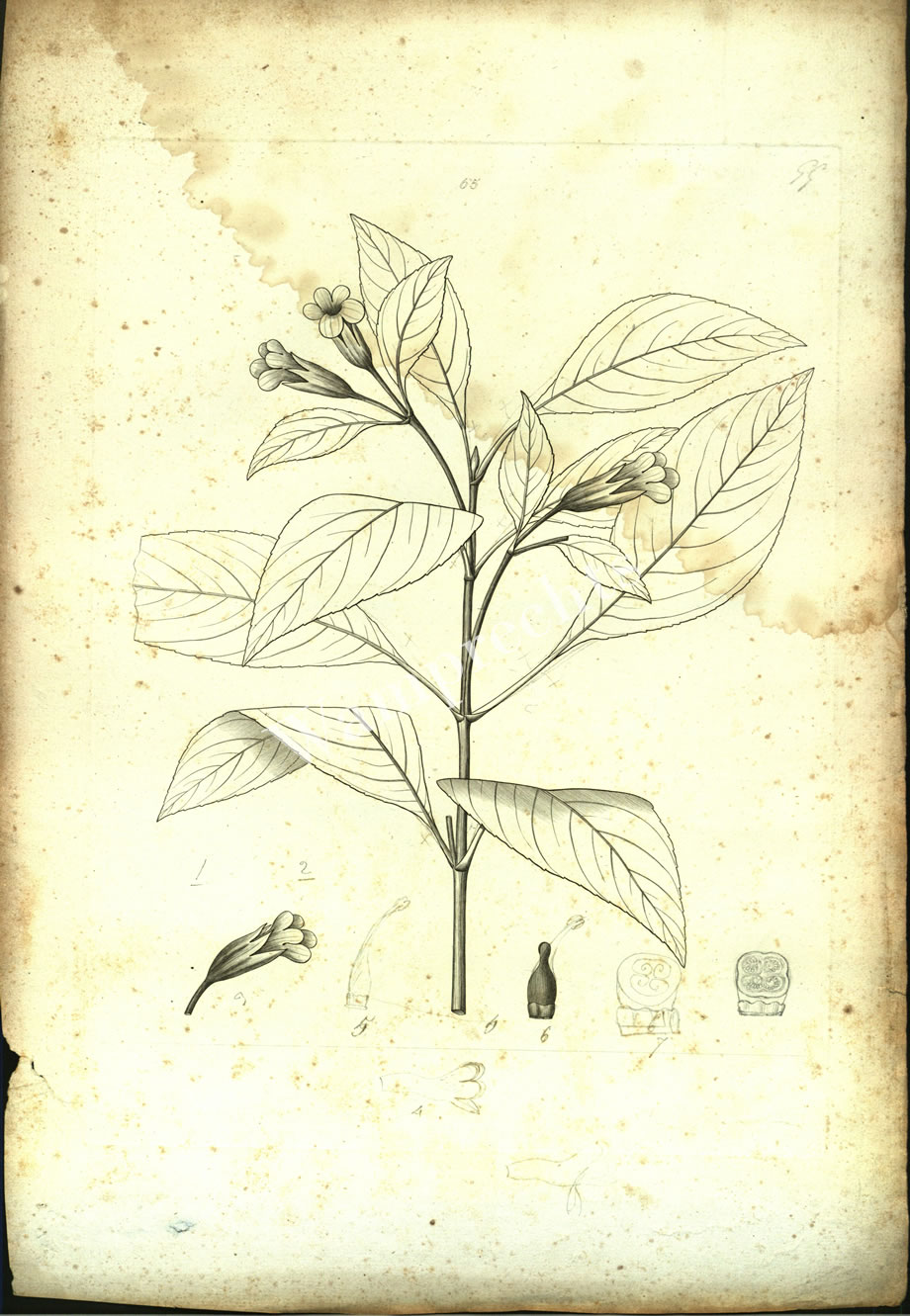 Botanical Engravings of A. Poiret