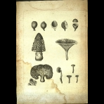 Botanical Engravings of A. Poiret