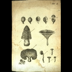 Botanical Engravings of A. Poiret