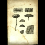 Botanical Engravings of A. Poiret