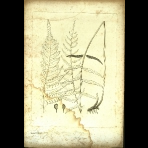 Botanical Engravings of A. Poiret