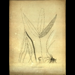 Botanical Engravings of A. Poiret