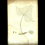 Botanical Engravings of A. Poiret