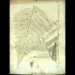 Botanical Engravings of A. Poiret