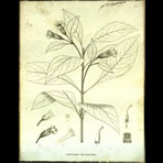 Botanical Engravings of A. Poiret