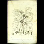 Botanical Engravings of A. Poiret