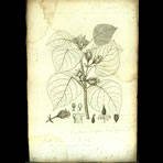 Botanical Engravings of A. Poiret